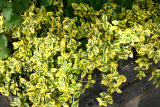 Euonymus fortunei 'Emerald 'n' Gold' RCP5-2015 01.JPG